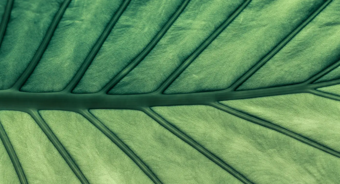 big leaf