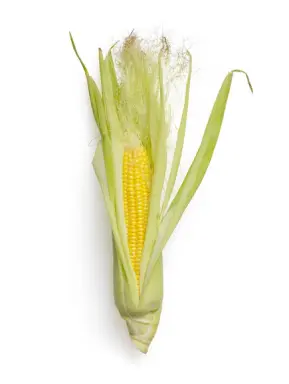 Fresh Corn