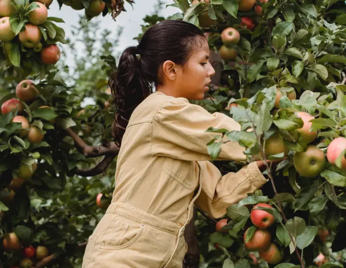 the girl is picking apples