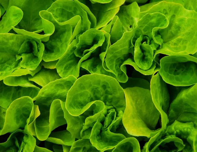 cabbage leaves