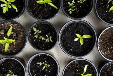 seedlings